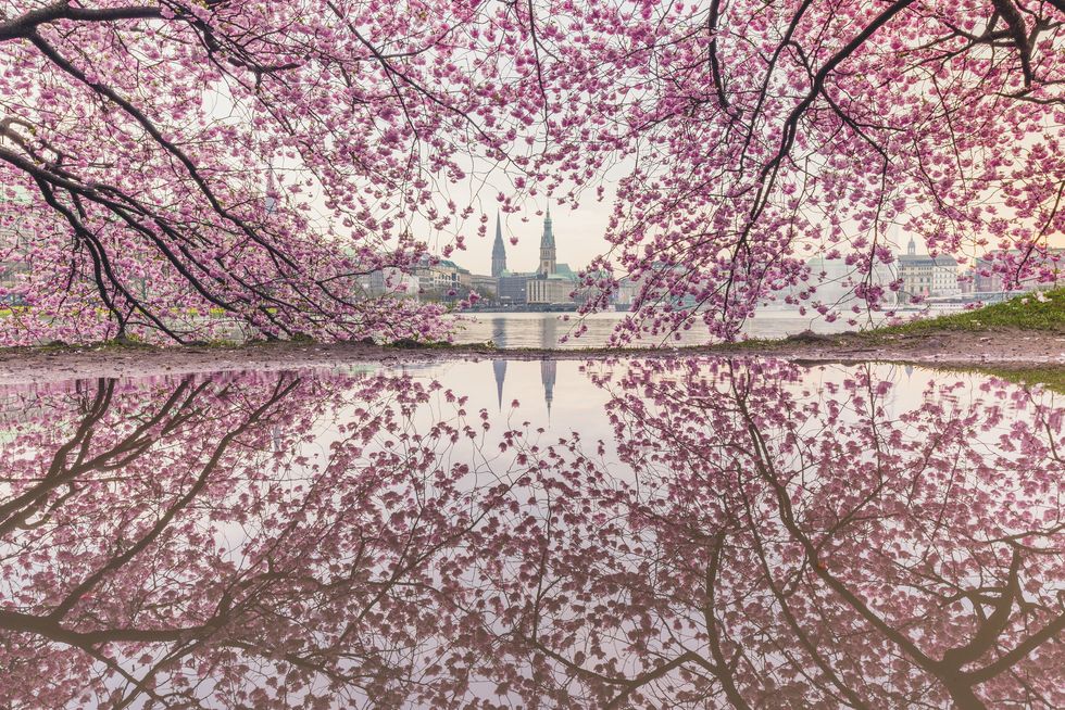 Cherry Blossoms in Hamburg, Germany.